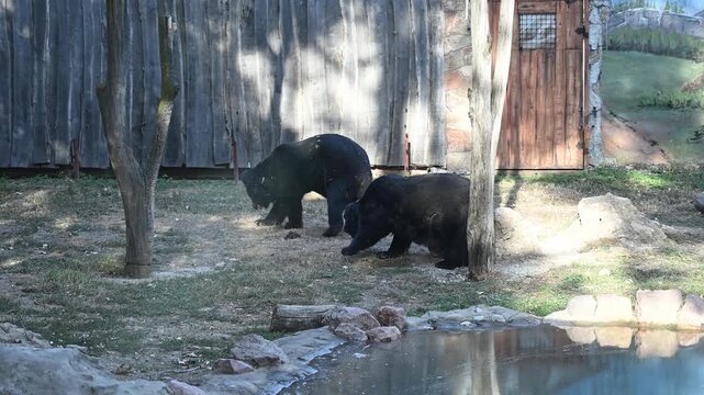 Two black bears foraging in a naturalistic zoo enclosure