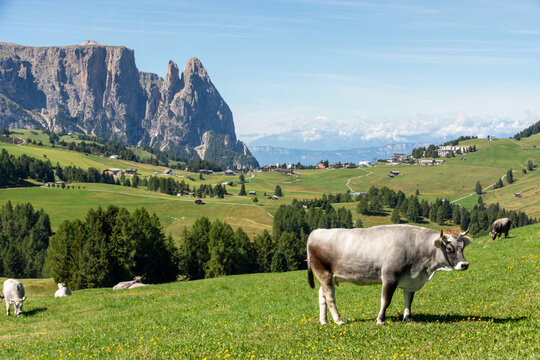Grazing cattle on alpine meadow beneath the peaks on Seiser Alm
