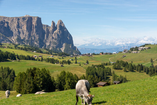 Grazing cattle on alpine meadow beneath the Sciliar peaks