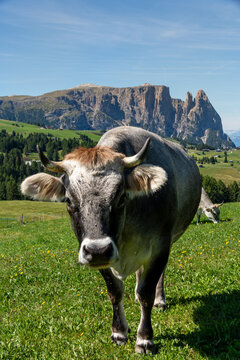 Grazing cattle on alpine meadow