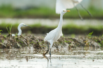 Obraz premium Egretta garzetta foraging in shallow wetland water, captured with its elegant white plumage and long black legs clearly visible under bright daytime conditions.