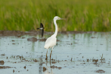 Obraz premium Little Egret gracefully crossing shallow wetland water, displaying its slender shape, pristine white feathers, and long black legs in a natural daylight setting.