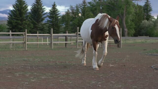 Horse on farm walking towards camera
