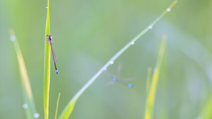Immature female Blue-tailed damselfly perched on a Common reed leaf with dewdrops with male approaching in flight. Ischnura elegans, Phragmites australis, Indre-et-Loire, Centre Val de Loire, France © Nature Emotion