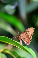 Butterfly sitting on a green leaf © Bernhard