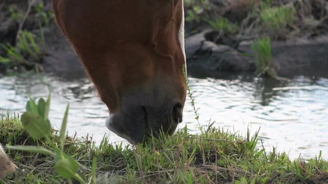 Horse near stream eating grass
