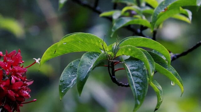 Red ixora flowers and wet green leaves glistening with raindrops after rain closeup