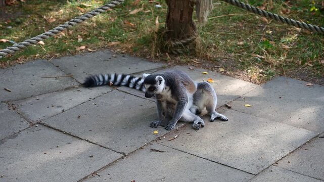 Ring tailed lemur sitting on paved ground with its long striped tail extended