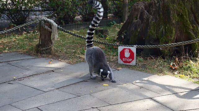 Ring tailed lemur walking on stone pavement with raised striped tail
