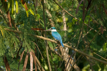 Obraz premium A vibrant collared kingfisher, Todiramphus sanctus, sits gracefully on a tree branch, showcasing its bright turquoise blue wings amidst a lush green background of tropical leaves.