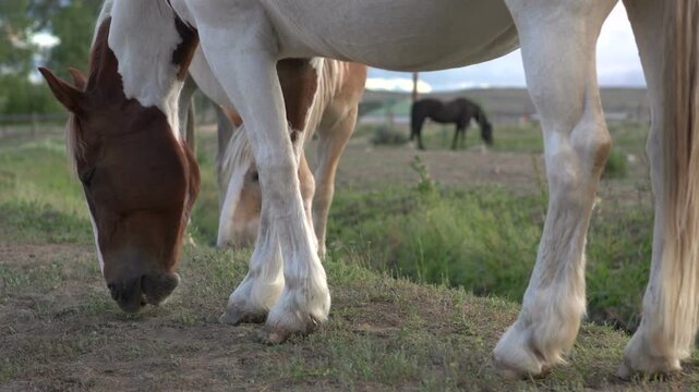 Two horses searching for grass to eat
