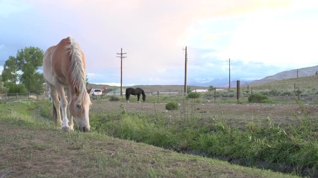 Horse in foreground and background eating
