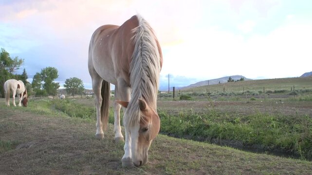 Light brown horse walking towards camera
