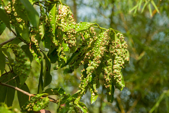 Close-up of green tropical tree leaves heavily infested with leaf galls, showing bumpy blistered textures and severe plant disease damage caused by parasites under natural daylight.