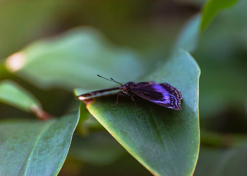 butterfly on leaf