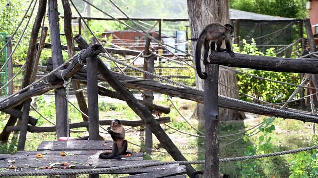 Capuchin monkeys playing on wooden climbing structures in an enclosure