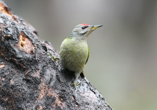 Grey-headed Woodpecker (Picus canus) male perched on dark tree bark close-up.