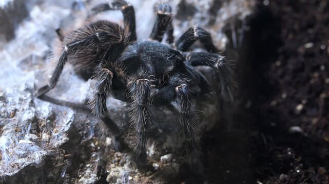 Close-up of a large, dark tarantula spider on rocky terrain. Spider's hairy legs and body are visible in detail. Setting appears natural, possibly a cave or underground