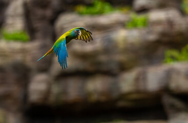 The blue-headed macaw (Primolius couloni) has mainly green plumage with the head, flight feathers and primary coverts blue. The uppertail has a maroon base, a narrow green center and a blue tip © mylasa