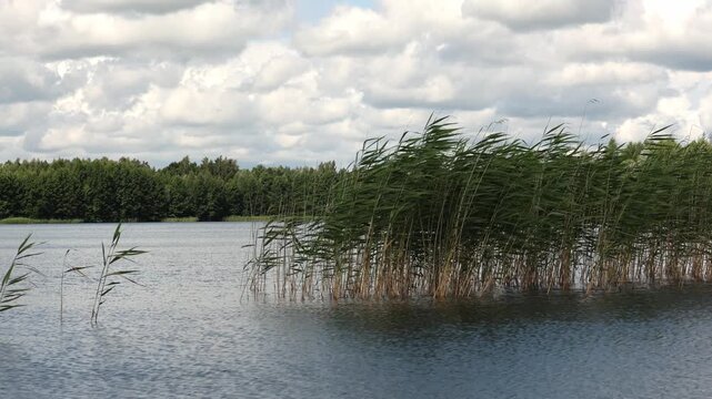 Tall green reeds swaying in wind by lake with forest in background under cloudy sky during daytime