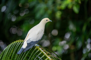 Fototapeta premium A wildlife photograph of a pied imperial pigeon (*Ducula bicolor*), taken in the city of Kota Kinabalu in the Malaysian state of Sabah.