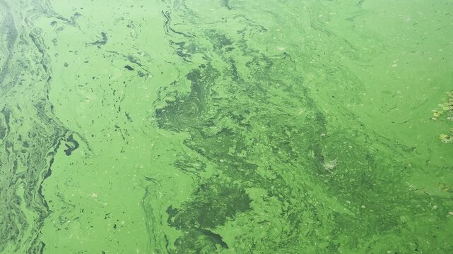 Green algal bloom covers a river surface with dark swirling patches