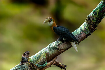 The male Blyth's hornbill (*Rhyticeros plicatus*) is a large species of hornbill that inhabits the upper canopy of forests in Wallacea and Melanesia. Its local name in Tok Pisin is "kokomo." © mylasa