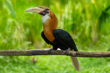 The male Blyth's hornbill (*Rhyticeros plicatus*) is a large species of hornbill that inhabits the upper canopy of forests in Wallacea and Melanesia. Its local name in Tok Pisin is "kokomo." © mylasa