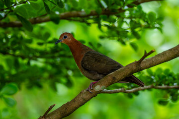 Fototapeta premium A Lemon Dove (Aplopelia larvata, also known as the cinnamon dove) inhabiting the mountain forests of Africa.