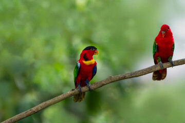 Obraz premium A Yellow-bibbed Lory (Lorius chlorocercus) and a Chattering Lory (Lorius garrulus) on a tree branch.