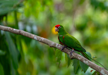 Obraz premium Crimson-fronted parakeet perched among green palm leaves in Costa Rica, tropical parrot in its natural habitat