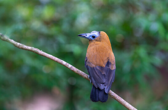 Tropical bird capuchinbird or calfbird (Perissocephalus tricolor) in the rainforest