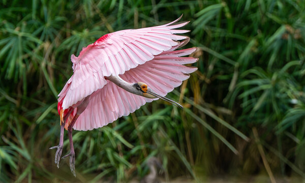 A roseate spoonbill (Platalea ajaja) flying over a lake in the early morning hours.