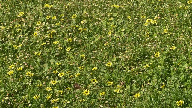 A dense meadow bursts with small yellow daisy-like wildflowers scattered across thick green grass, interspersed with tiny white and pink blossoms.