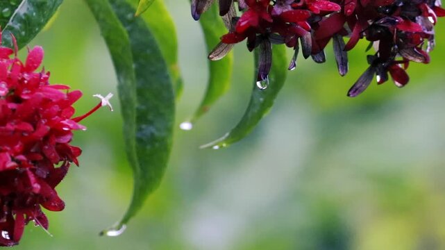 Red ixora flowers and leaves dripping with glistening raindrops in rain closeup