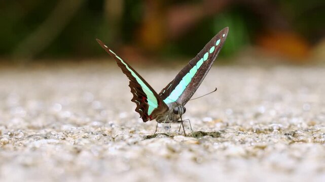 Ground-level macro static shot of a Common Bluebottle butterfly (Graphium sarpedon) resting on damp gravel with its wings held upright in a V-shape, shifting position.
