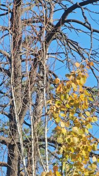 Golden leaves shimmer against stark, bare branches. Blue sky frames the tree's autumnal transformation. Foliage whispers of seasonal change and quiet beauty. Tree stands resilient