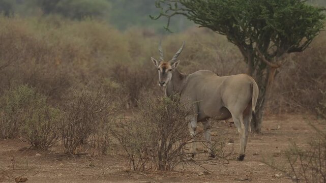 A Eland antelope stands in the dry landscape of Mashatu, Botswana, surrounded by sparse vegetation and the characteristic semi-arid scenery of the Tuli region.