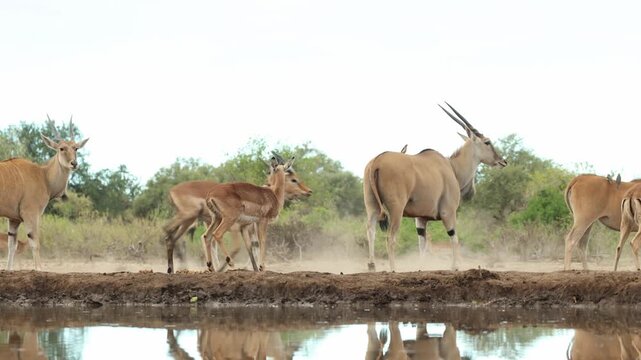 A group of impalas drinks at a waterhole in Mashatu Game Reserve, Botswana, when a herd of eland approaches from behind. The antelopes suddenly become startled and run away from the waterhole.