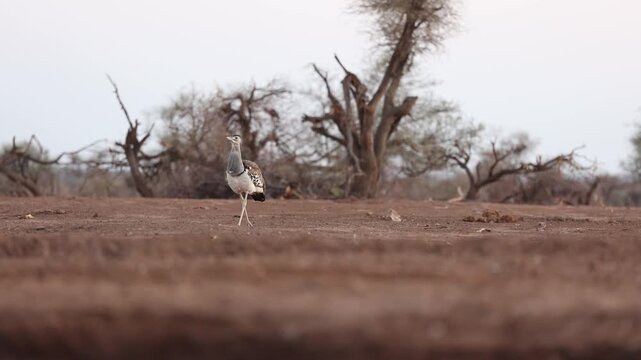 A kori bustard walks on the arid ground searching for food, Mashatu Game Reserve, Botswana. Filmed from a low angle.