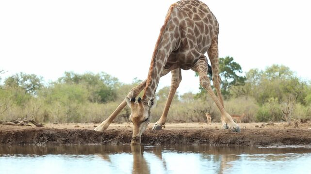 A giraffe bend down for a drink at a waterhole, Mashatu Game Reserve, Botswana. Filmed from a low angle.