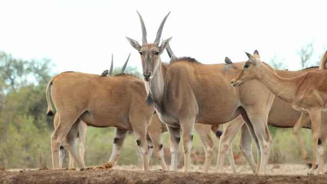 An impala antelope walks past in front of a herd of eland at a waterhole. Filmed from a low angle in Mashatu Game Reserve, Botswana