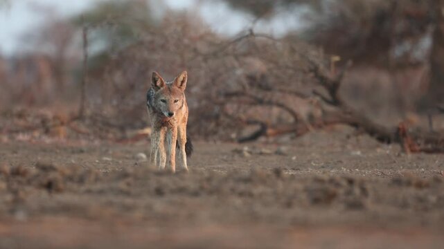 A black-backed jackal standing in the dry landscape and looking into the camera. Filmed from a low angle in Mashatu Game Reserve, Botswana.