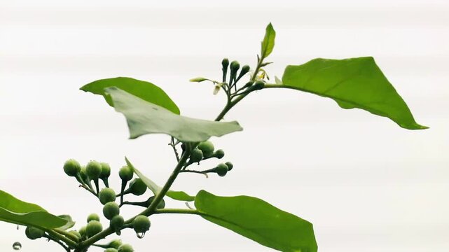 Green turkey berry clusters and leaves on branch against bright white sky closeup