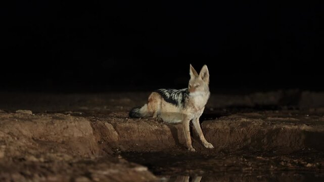 A black-backed jackal drinking at a waterhole at night while being alert and checking its surroundings. Filmed from a low angle in Mashatu Game Reserve, Botswana.