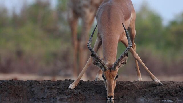 Focus shift from a male impala drinking at a waterhole to giraffe's legs standing in the background, Mashatu Game Reserve, Botswana. Filmed from a low angle.