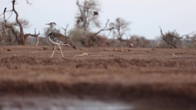 A kori bustard walks on the arid ground, Mashatu Game Reserve, Botswana. Filmed from a low angle.