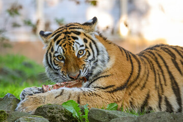Obraz premium Young Siberian Tiger Enjoying a Meat-Covered Bone