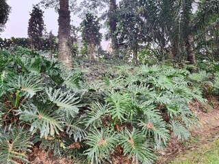 Lush tropical split leaf philodendron plants in rainforest garden, dense green jungle foliage landscape, exotic botanical background © Senandung
