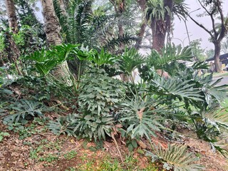 Lush tropical split leaf philodendron plants in outdoor garden, green monstera foliage, botanical jungle background photo © Senandung